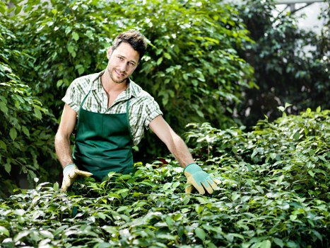 Close-up of hedge cuttings being gathered for disposal