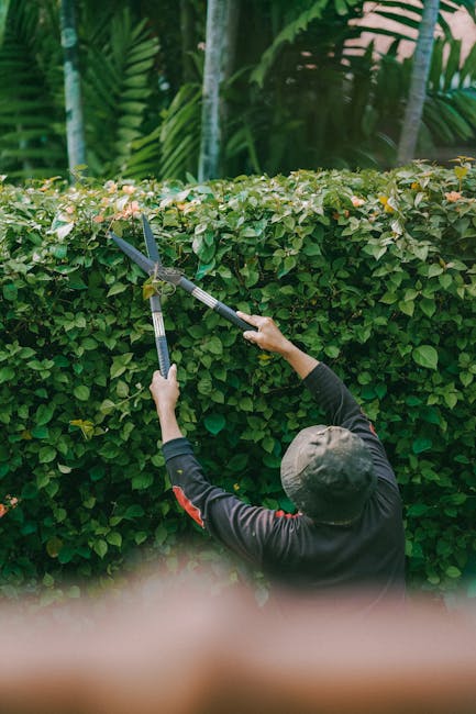 A young man in a blue t-shirt and jeans is trimming a large, dense evergreen shrub with hedge shears, ensuring a neat shape. The bush has vibrant green foliage with a slightly yellowish tint on some t